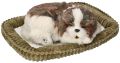 Zaadoptuj mnie Szczeniaczek oddychający Shih Tzu