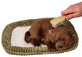 Chrapiący szczeniaczek Labrador czekoladowy
