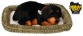 Perfect Petzzz Oddychający Szczeniaczek Rottweiler