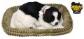 Border Collie Szczeniaczek oddychający do adopcji