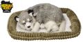 Szczeniaczek oddychający Alaskan Husky