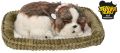 Zaaodoptuj mnie Szczeniaczek oddychający Shih Tzu