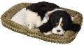 Zaadoptuj mnie Szczeniaczek oddychający Cocker Spaniel