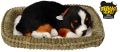 Perfect Petzzz Oddychający Berneńczyk do zaadoptowania