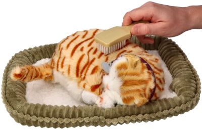 Kociak oddychający Pręgowany rudy - OUTLET