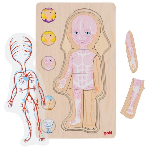Puzzle warstwowe dziewczynka - ciało człowieka od wewnątrz