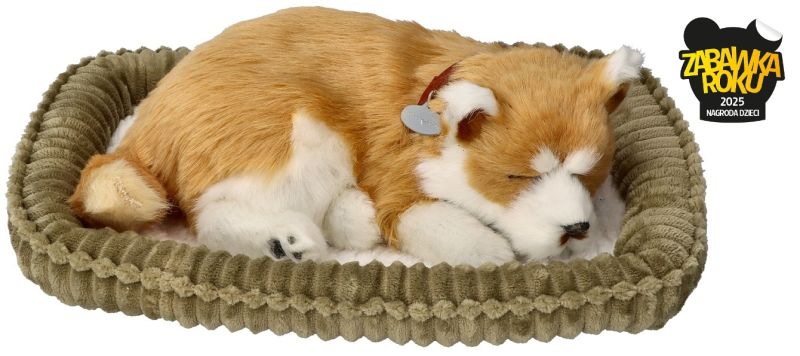 Szczeniaczek oddychający do adopcji Shiba