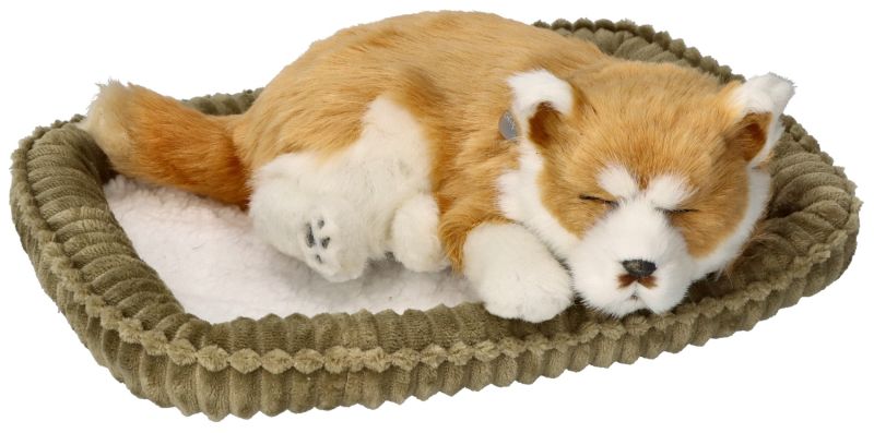 Szczeniaczek oddychający do adopcji Shiba