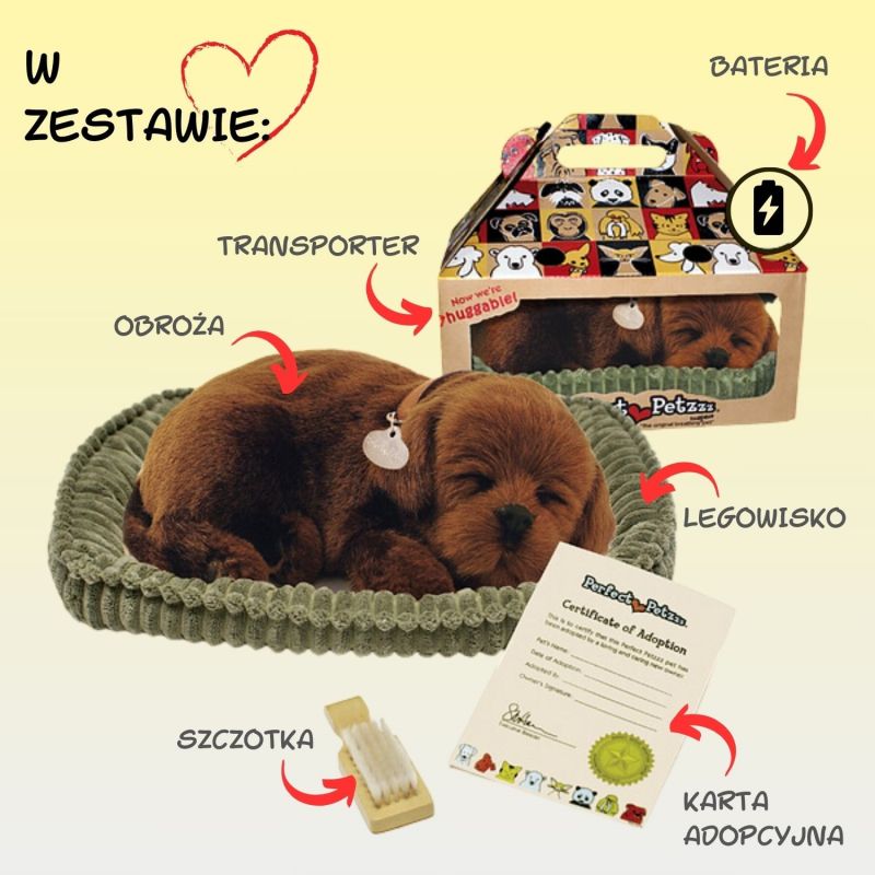 Chrapiący szczeniaczek Labrador czekoladowy