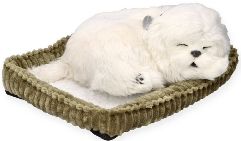 Zaadoptuj szczeniaczka Maltańczyk Perfect Petzzz