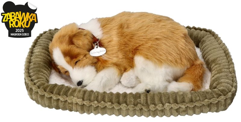 Owczarek szkocki Collie - oddychający szczeniaczek  do adopcji