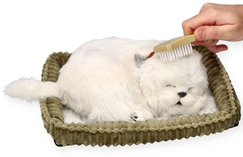 Zaadoptuj szczeniaczka Maltańczyk Perfect Petzzz