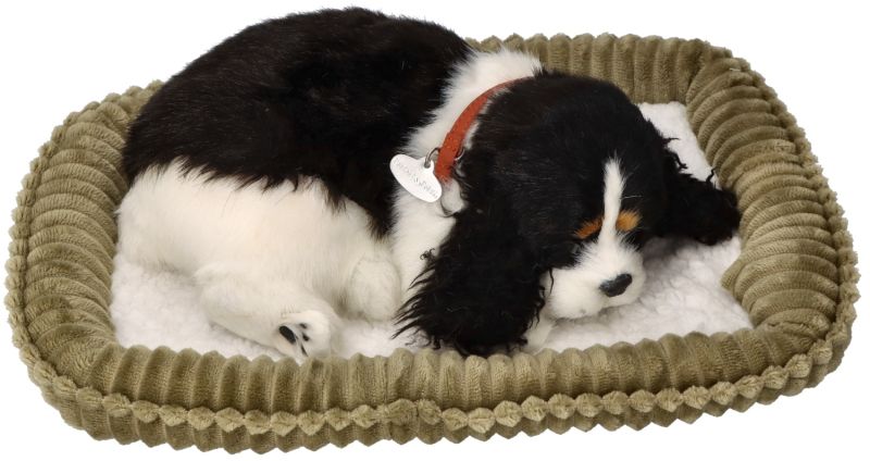 Zaadoptuj mnie Szczeniaczek oddychający Cocker Spaniel