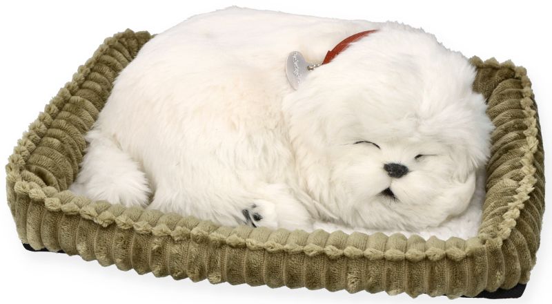 Zaadoptuj szczeniaczka Maltańczyk Perfect Petzzz