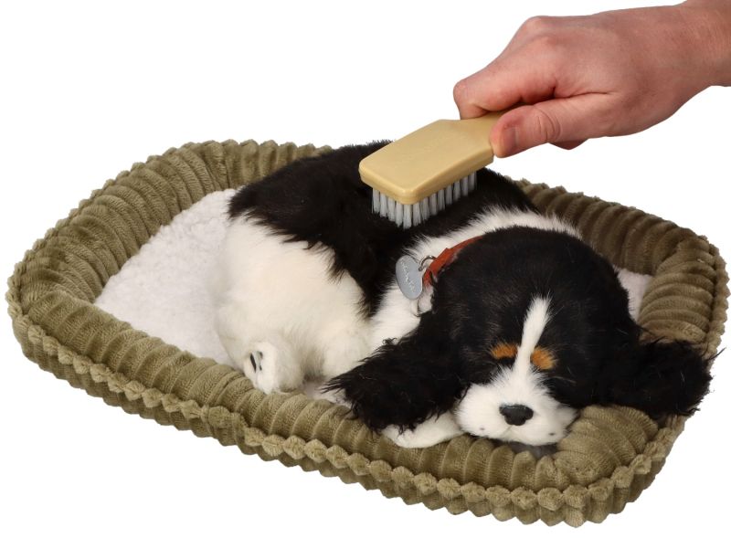 Zaadoptuj mnie Szczeniaczek oddychający Cocker Spaniel