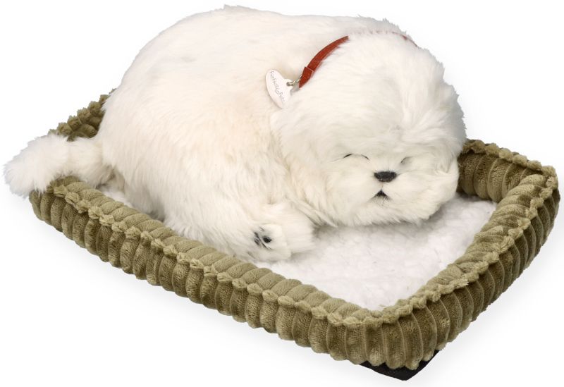 Zaadoptuj szczeniaczka Maltańczyk Perfect Petzzz