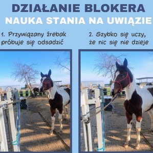Bloker uwiązu